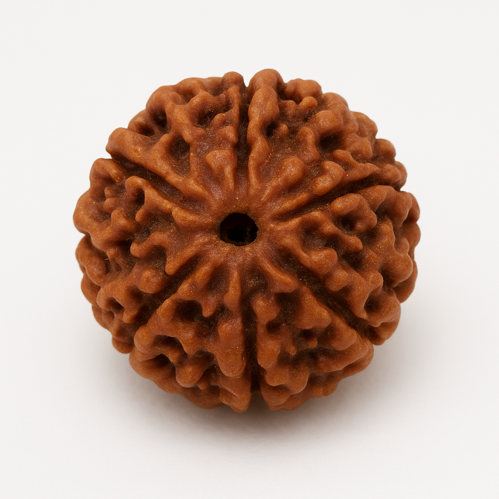 Rudraksha