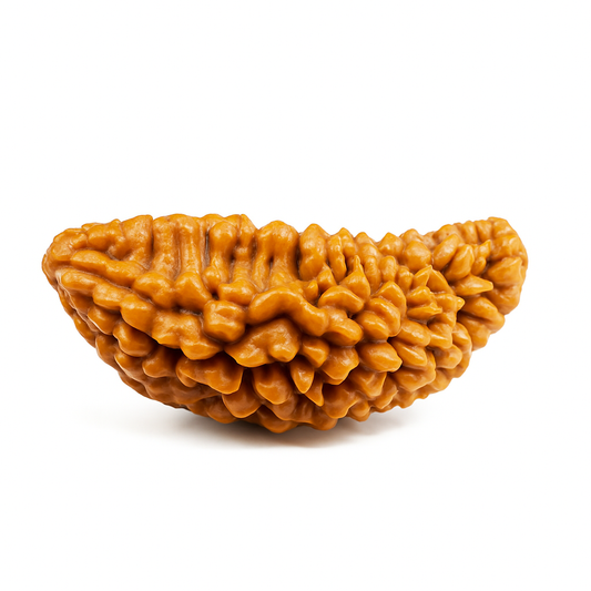 1 Mukhi Rudraksha Certified (Rameswaram)