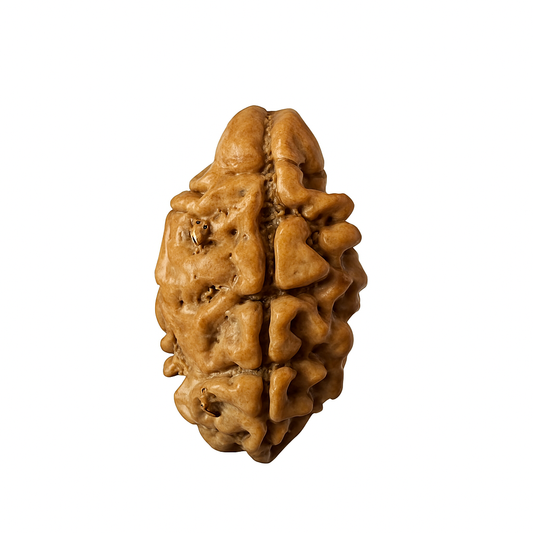 2 Mukhi Rudraksha Lab Certified (Nepal)