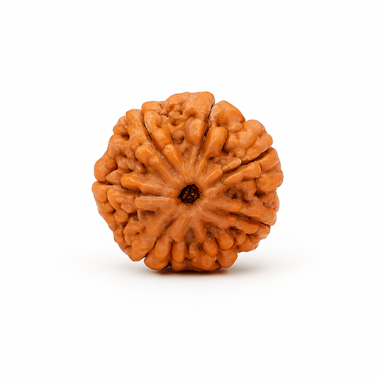 7 Mukhi Ruraksha Certified (Nepal)